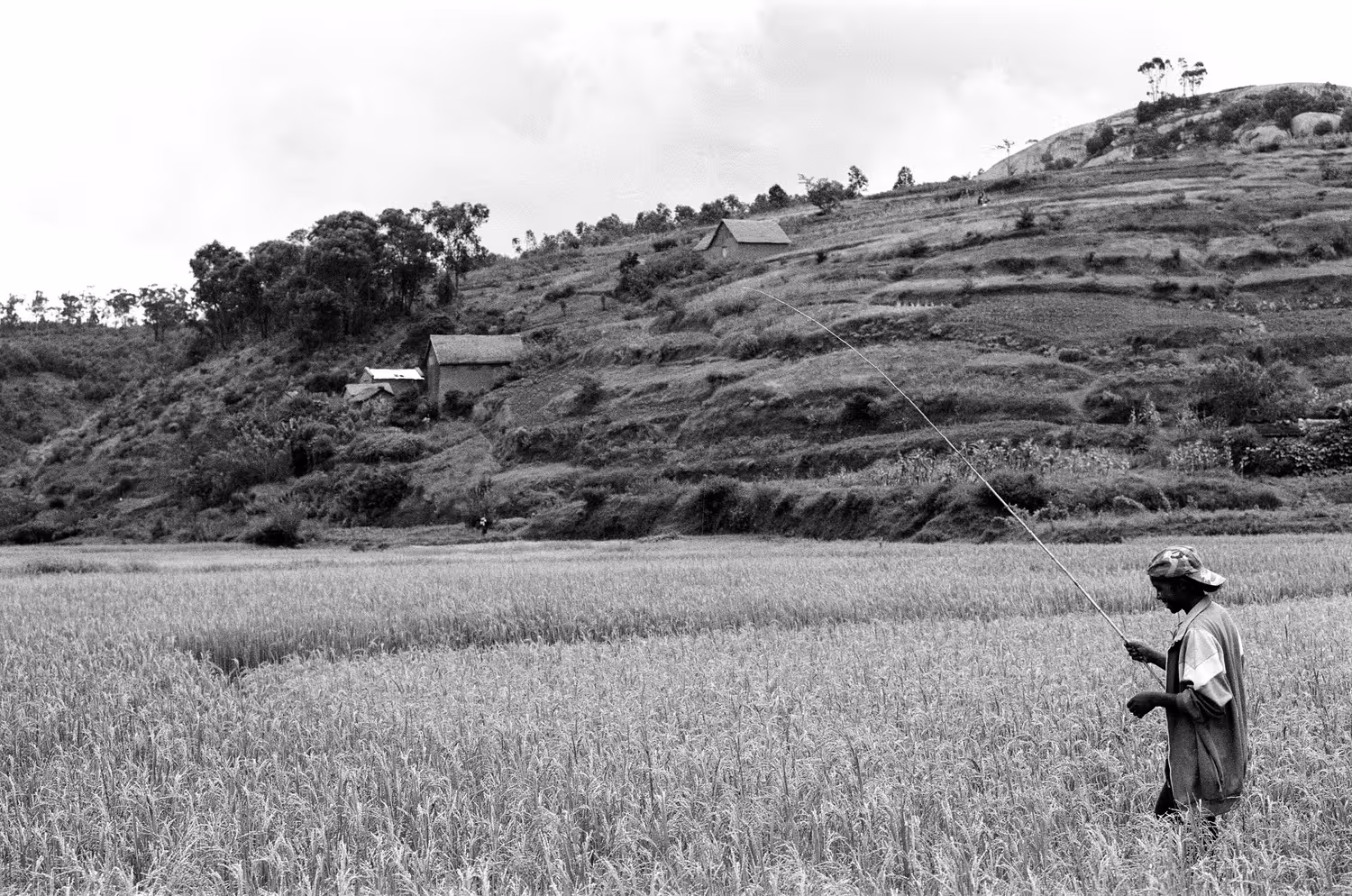 Fishing in the rice fields